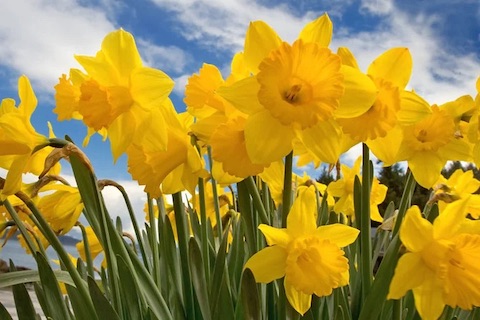 Daffodils