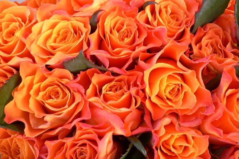 Orange roses