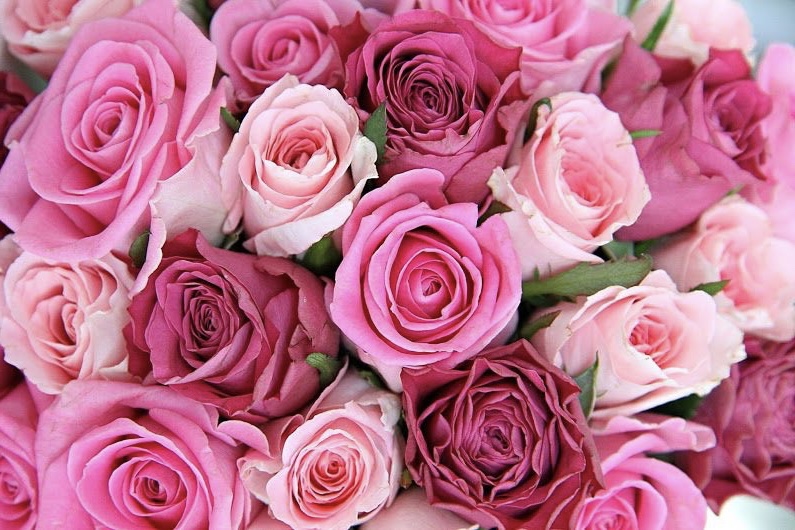 Pink roses