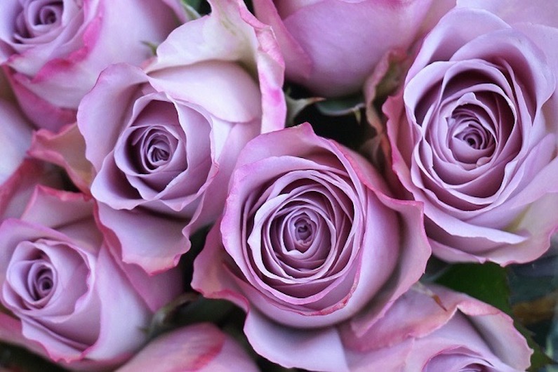 Purple roses