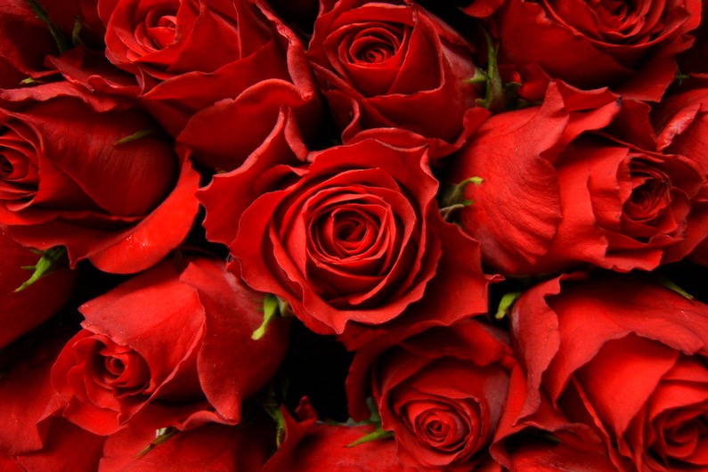 Red roses