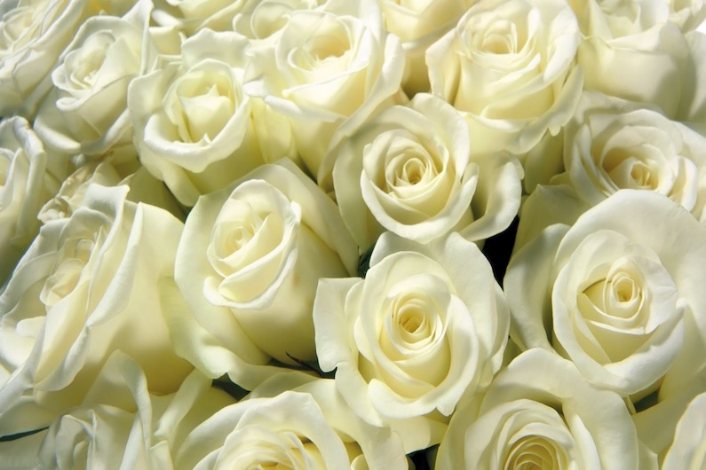 White roses