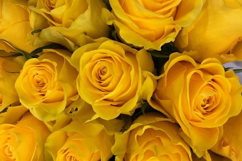 Yellow roses